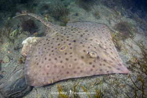 Barndoor Skate, Dipturus laevis. Released by-catch from Georges Bank, Rhode Island, North Atlantic Ocean.