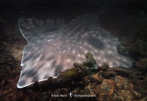 Big Skate, Beringraja Binoculata. Esquimalt Lagoon, Vancouver Island, Canada, Northeast Pacific Ocean.