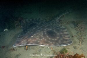 Big Skate, Beringraja Binoculata. Esquimalt Lagoon, Vancouver Island, Canada, Northeast Pacific Ocean.
