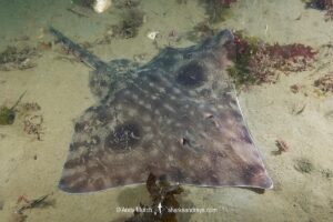Big Skate, Beringraja Binoculata. Esquimalt Lagoon, Vancouver Island, Canada, Northeast Pacific Ocean.