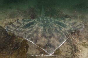 Big Skate, Beringraja Binoculata. Esquimalt Lagoon, Vancouver Island, Canada, Northeast Pacific Ocean.