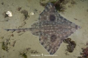 Big Skate, Beringraja Binoculata. Esquimalt Lagoon, Vancouver Island, Canada, Northeast Pacific Ocean.