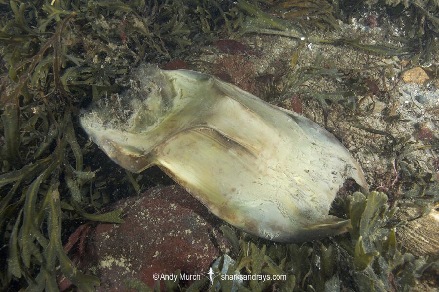 Big Skate Egg Case 002 Sharks and Rays
