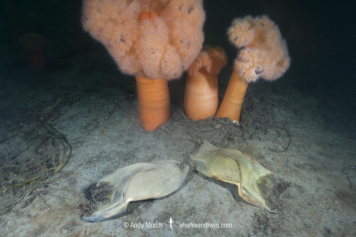 Big Skate Egg Case 010 | Sharks and Rays