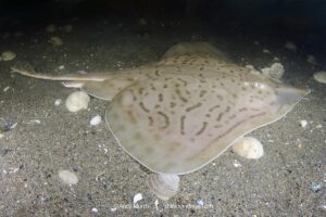 Clearnose Skate, Rostroraja eglanteria (previously Raja eglanteria). A common skate species of the northwest Atlantic ranging from New England to Florida.