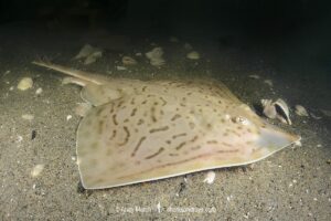 Clearnose Skate, Rostroraja eglanteria (previously Raja eglanteria). A common skate species of the northwest Atlantic ranging from New England to Florida.
