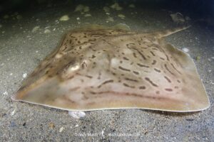 Clearnose Skate, Rostroraja eglanteria (previously Raja eglanteria). A common skate species of the northwest Atlantic ranging from New England to Florida.