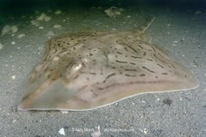 Clearnose Skate, Rostroraja eglanteria (previously Raja eglanteria). A common skate species of the northwest Atlantic ranging from New England to Florida.