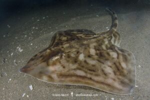 Clearnose Skate, Rostroraja eglanteria (previously Raja eglanteria). A common skate species of the northwest Atlantic ranging from New England to Florida.