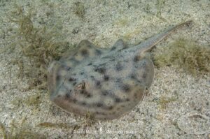 Cortez Round Stingray, Urobatis maculatus, aka spotted round ray. Sea of Cortez, Mexico, Eastern Pacific.