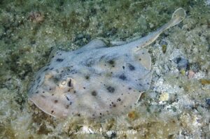 Cortez Round Stingray, Urobatis maculatus, aka spotted round ray. Sea of Cortez, Mexico, Eastern Pacific.