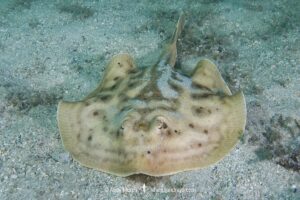 Cortez Round Stingray, Urobatis maculatus, aka spotted round ray. Sea of Cortez, Mexico, Eastern Pacific.