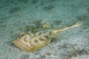 Cortez Round Stingray, Urobatis maculatus, aka spotted round ray. Sea of Cortez, Mexico, Eastern Pacific.