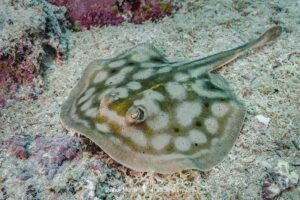 Cortez Round Stingray, Urobatis maculatus, aka spotted round ray. Sea of Cortez, Mexico, Eastern Pacific.