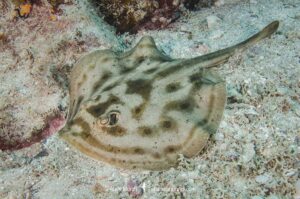 Cortez Round Stingray, Urobatis maculatus, aka spotted round ray. Sea of Cortez, Mexico, Eastern Pacific.