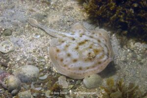 Cortez Round Stingray, Urobatis maculatus, aka spotted round ray. Sea of Cortez, Mexico, Eastern Pacific.