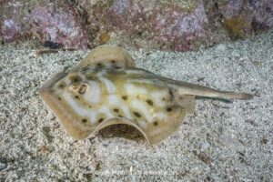 Cortez Round Stingray, Urobatis maculatus, aka spotted round ray. Sea of Cortez, Mexico, Eastern Pacific.