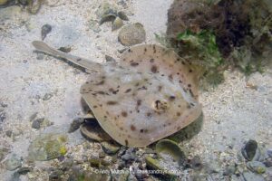 Cortez Round Stingray, Urobatis maculatus, aka spotted round ray. Sea of Cortez, Mexico, Eastern Pacific.