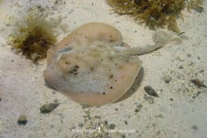 Cortez Round Stingray, Urobatis maculatus, aka spotted round ray. Sea of Cortez, Mexico, Eastern Pacific.