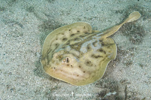 Cortez Round Stingray, Urobatis maculatus, aka spotted round ray. Sea of Cortez, Mexico, Eastern Pacific.