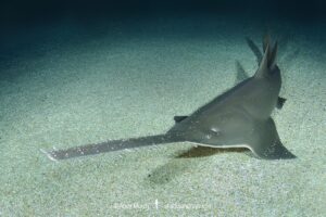 Largetooth sawfish, Pristis pristis. Formerly Pristis microdon. A.k.a. freshwater sawfish. A critically endangered but wideranging sawfish from the tropical Atlantic, Indian Ocean, and western Pacific.