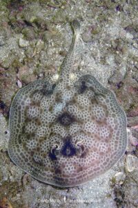 Leopard Round Stingray, Urobatis pardalis, previously thought to be Urobatis halleri. Islas Catalinas, Costa Rica, Eastern Pacific.