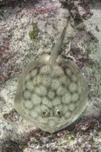 Leopard Round Stingray, Urobatis pardalis, previously thought to be Urobatis halleri. Islas Catalinas, Costa Rica, Eastern Pacific.