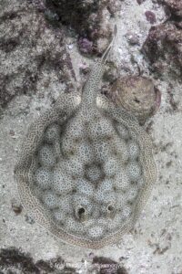Leopard Round Stingray, Urobatis pardalis, previously thought to be Urobatis halleri. Islas Catalinas, Costa Rica, Eastern Pacific.