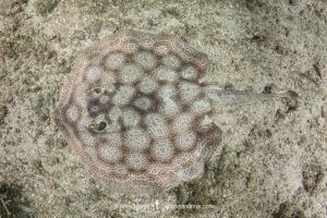 Leopard Round Stingray, Urobatis pardalis, previously thought to be Urobatis halleri. Islas Catalinas, Costa Rica, Eastern Pacific.