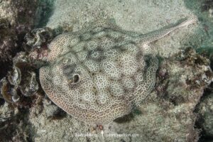 Leopard Round Stingray, Urobatis pardalis, previously thought to be Urobatis halleri. Islas Catalinas, Costa Rica, Eastern Pacific.