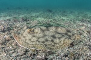 Leopard Round Stingray, Urobatis pardalis, previously thought to be Urobatis halleri. Islas Catalinas, Costa Rica, Eastern Pacific.