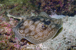 Leopard Round Stingray, Urobatis pardalis, previously thought to be Urobatis halleri. Islas Catalinas, Costa Rica, Eastern Pacific.