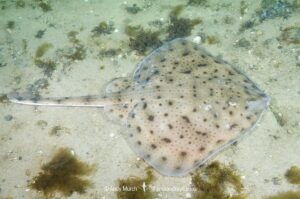Little skate, leucoraja ericnaceas, Cape Ann, Massachusetts, USA, northwest Atlantic Ocean.