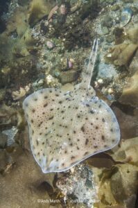 Little skate, leucoraja ericnaceas, Cape Ann, Massachusetts, USA, northwest Atlantic Ocean.