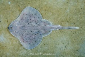 Little skate, leucoraja ericnaceas, Cape Ann, Massachusetts, USA, northwest Atlantic Ocean.