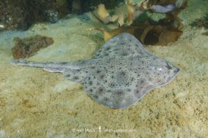 Little skate, leucoraja ericnaceas, Cape Ann, Massachusetts, USA, northwest Atlantic Ocean.