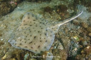 Little skate, leucoraja ericnaceas, Cape Ann, Massachusetts, USA, northwest Atlantic Ocean.