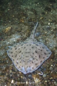 Little skate, leucoraja ericnaceas, Cape Ann, Massachusetts, USA, northwest Atlantic Ocean.