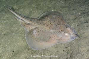 Little skate, leucoraja ericnaceas, Cape Ann, Massachusetts, USA, northwest Atlantic Ocean.