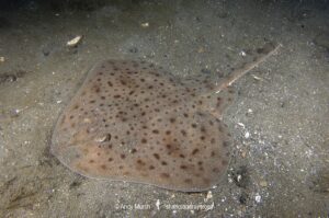 Little skate, leucoraja ericnaceas, Cape Ann, Massachusetts, USA, northwest Atlantic Ocean.