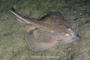 Little skate, leucoraja ericnaceas, Cape Ann, Massachusetts, USA, northwest Atlantic Ocean.