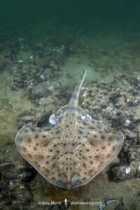 Little skate, leucoraja ericnaceas, Rhode Island, USA, North Atlantic.