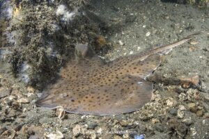 Little skate, leucoraja ericnaceas, Rhode Island, USA, North Atlantic.