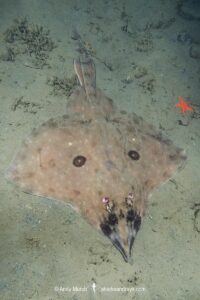 Longnose Skate, Caliraja rhina. Previously Beringraja rhina and Raja rhina. Deep Cove, Vancouver Island, Canada. North Pacific Ocean.