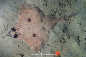 Longnose Skate, Caliraja rhina. Previously Beringraja rhina and Raja rhina. Deep Cove, Vancouver Island, Canada. North Pacific Ocean.