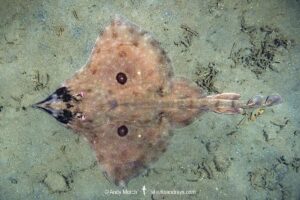 Longnose Skate, Caliraja rhina. Previously Beringraja rhina and Raja rhina. Deep Cove, Vancouver Island, Canada. North Pacific Ocean.