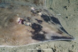 Longnose Skate, Caliraja rhina. Previously Beringraja rhina and Raja rhina. Deep Cove, Vancouver Island, Canada. North Pacific Ocean.