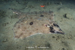 Longnose Skate, Caliraja rhina. Previously Beringraja rhina and Raja rhina. Deep Cove, Vancouver Island, Canada. North Pacific Ocean.