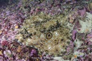 Pacific Starry skate, Caliraja stellulata, previously Beringraja stellulata. Aka Prickly Skate or Rock Skate. Barkley Sound, Vancouver Island, British Columbia, Canada, North Pacific Ocean.