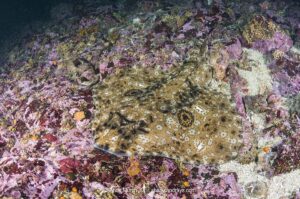 Pacific Starry skate, Caliraja stellulata, previously Beringraja stellulata. Aka Prickly Skate or Rock Skate. Barkley Sound, Vancouver Island, British Columbia, Canada, North Pacific Ocean.